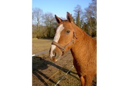 Stelle meine CURLYHORSE STUTE kostenlos für 1-2 Jahre zur Verfügung