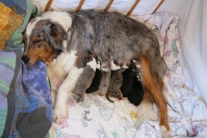 9 Australian Shepherd Welpen