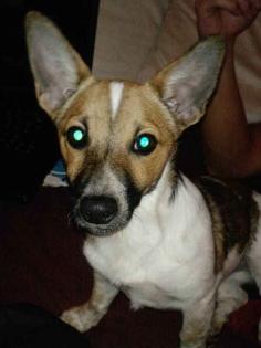 Jack Russell- Spitz Mischlingsmädchen Lotte sucht liebevolles Zuhause...