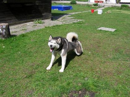 Siberian Huskywelpen zu verkaufen!!!