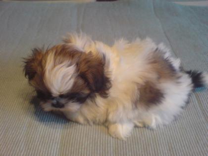 Kleine Shih-Tzu Welpen