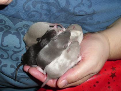 Super Schöne Ratten Welpen Abzugeben 