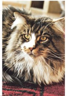 Achtung! Sie suchen eine XXL Champion Maine coon?