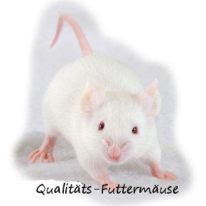 Qualitäts-Futtermäuse