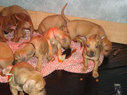 Rhodesian Ridgeback Welpen WT 2.Dez 09 mit Papiere ab sofort zu vergeben