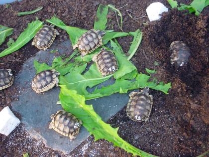 Griechische Landschildkröten