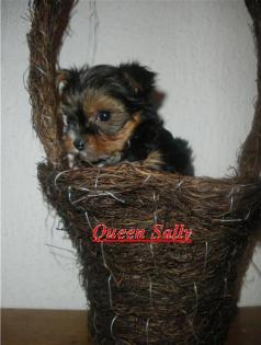 Yorkshire Terrier mit Ahnentafel zu verkaufen