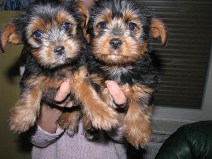 Yorkshire terrier