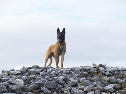 Malinois-Welpen