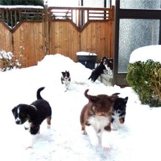 Supersüße Australian Shepherd suchen ein neues Zuhause