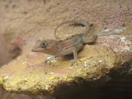 Biete 1.1 Anolis cybotes