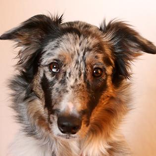  Lebhafter Australien-Shepherd, Collie, Bordercollie -Mischling!