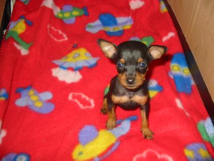 Prager rattler suchen ein zuhause
