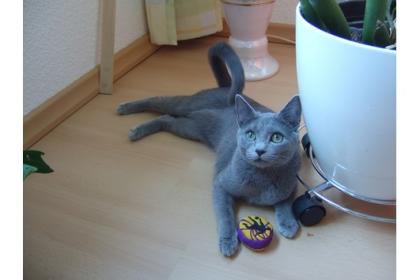 Suche Deckkater (Russisch-Blau oder Kartäuser) in Nähe von Greifswald