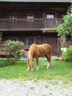 DRINGEND: Reitbeteiligung auf Deutschem Reitpony zu vergeben