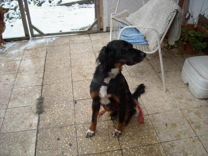 Gordon-Setter/Münsterländer-Mix