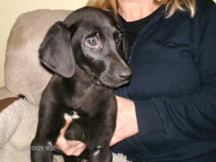 Schokobraune bildschöne Weimaranermixwelpen 11 Wochen