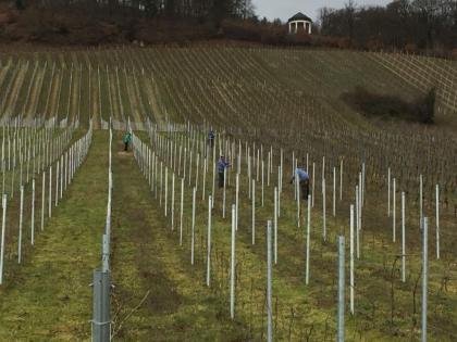 Ich biete handarbeit ausführen im Weinberg?