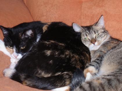 2 katzen zu verschecken 
