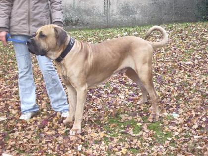 5 Jähriger Mastiff Mastino Mix