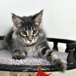 Bezaubernde Maine Coon Kitten mit Stammbaum