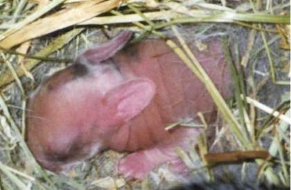 Hasenbabys in 9 Wochen abzugeben
