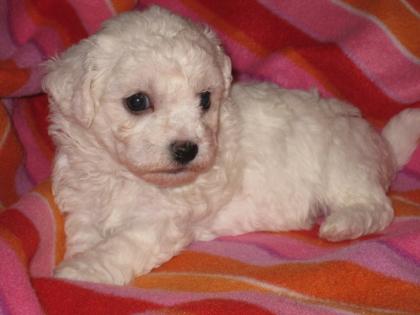 Bichon frise Welpen