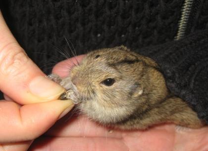 Junges Lemmingweibchen sucht dringend neues Heim