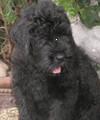 Schwarze Russische Terrier