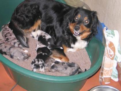 Australian Shepherd Welpen, 3 Rüden und 2 Hündinnen außergewöhnlich schön gezeic