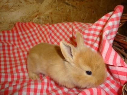 Handzahme, gesunde Kaninchen abzugeben...kleine Hobbiezucht hat wieder kleine  )