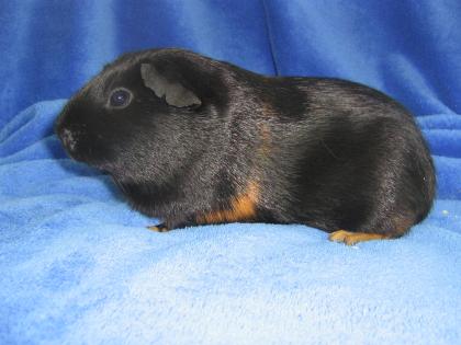 Süße Glatthaar Meerschweinchen Schwarz-Rot suchen neuen Kuschelplatz