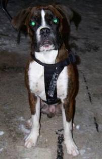 Arnie  Boxer  sucht neues Zuhause