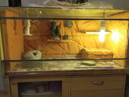 Terrarium,+zwei Leopardgeckos