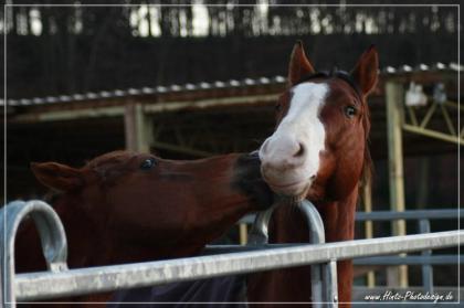 Reitanlage in Wermelskirchen / Dhünn 