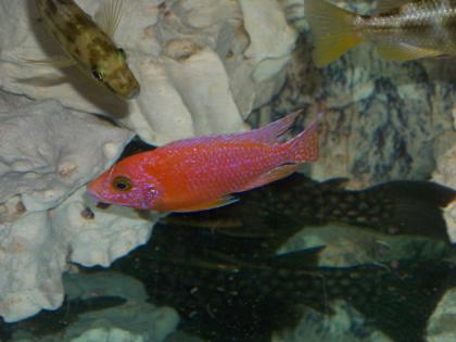 AULONOCARA FIREFISH