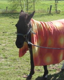 Abenteuerferien auf dem Ponyhof und Sprachcamps