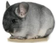 Chinchilla