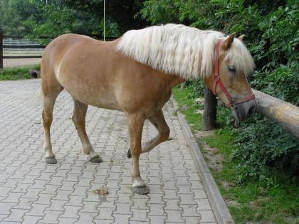 Gut ausgeb. Haflinger Stute / Ideales Freitzeitpferd