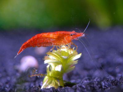 Red cherry / Fire Garnelen   Aquariumpflanzen