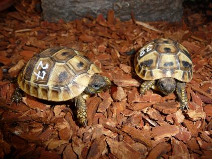 Zwei schöne Testudo hermanni boetgerie abzugeben