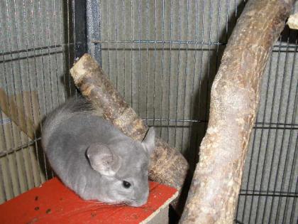 Chinchilla Weibchen AFRO VIOLETT !!!!!!!!!!!!!!