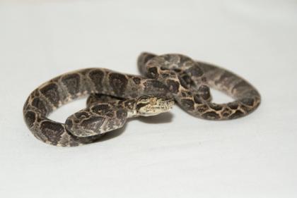 Amazonas Baumboa Gartenboa Schlankboa 