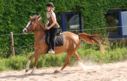 Suche Reitbeteiligung an einer Araber-Stute