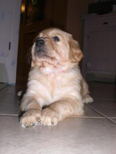 Knuffige Golden Retriever Welpen abzugeben