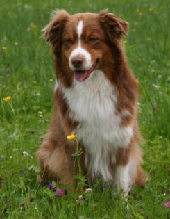 Australian Shepherd  (VDH) Deckrüde V-gekört 