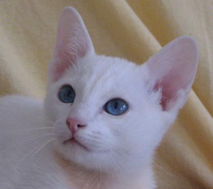 Thaikatzen von Sajam-Thai  - seltenes foreign-white -