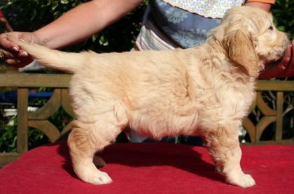 Golden Retriever Welpen!