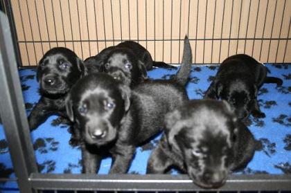 Labrador Welpen Labradorwelpe reinrassig o.P.  schwarz und blond