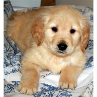 Golden Retriever Welpen zu verkaufen.